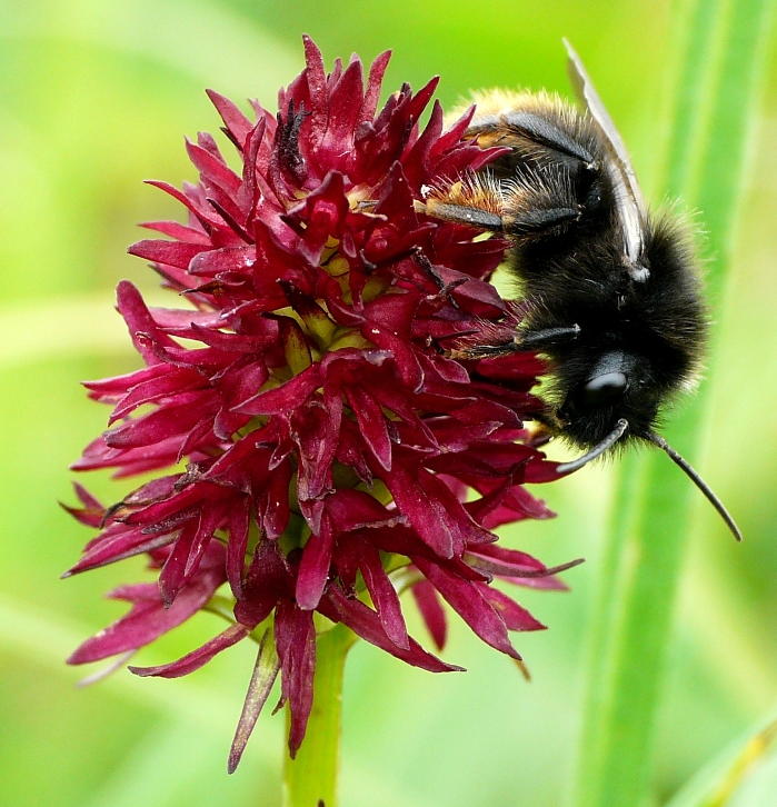 Bombus sp. su orchidea Nigritella rhellicani Monte Zugna (TN) luglio 2013